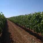 El Solano