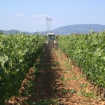 Campo_2