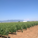 Campo_4